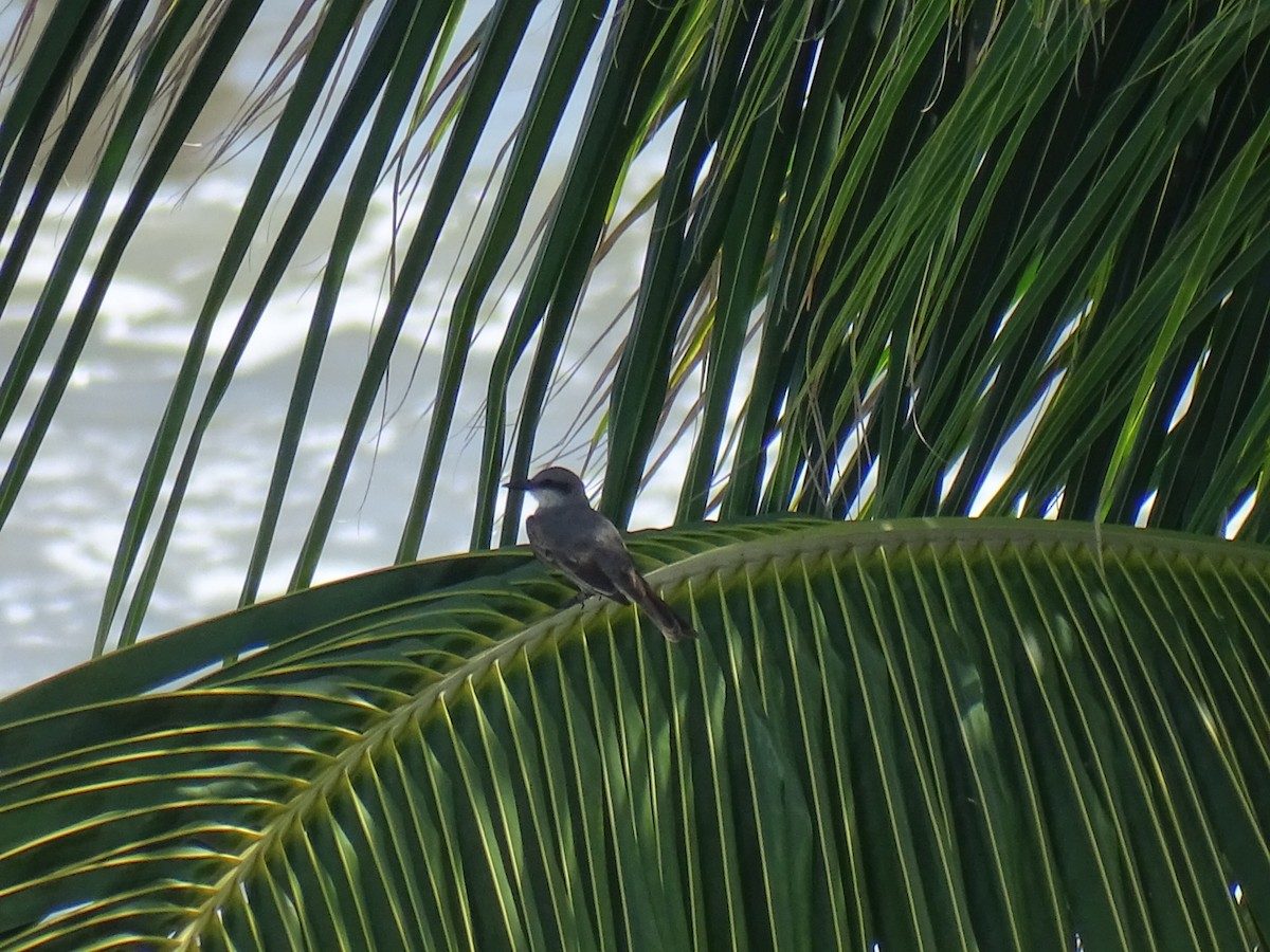 Gray Kingbird - ML619670317