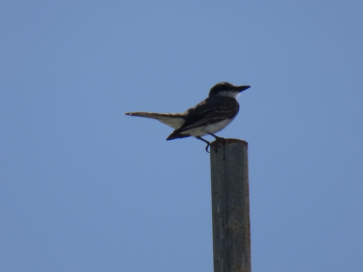 Gray Kingbird - ML619670319