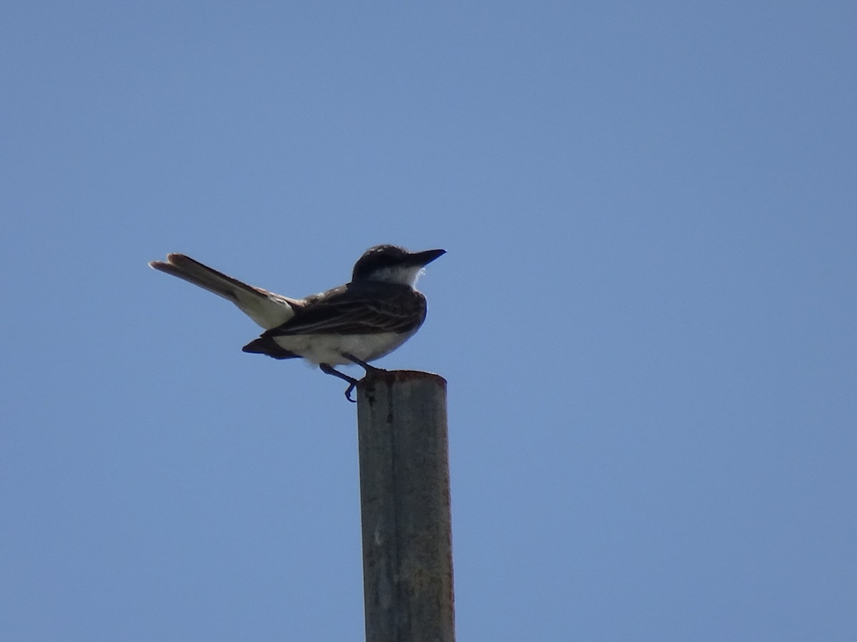 Gray Kingbird - ML619670320