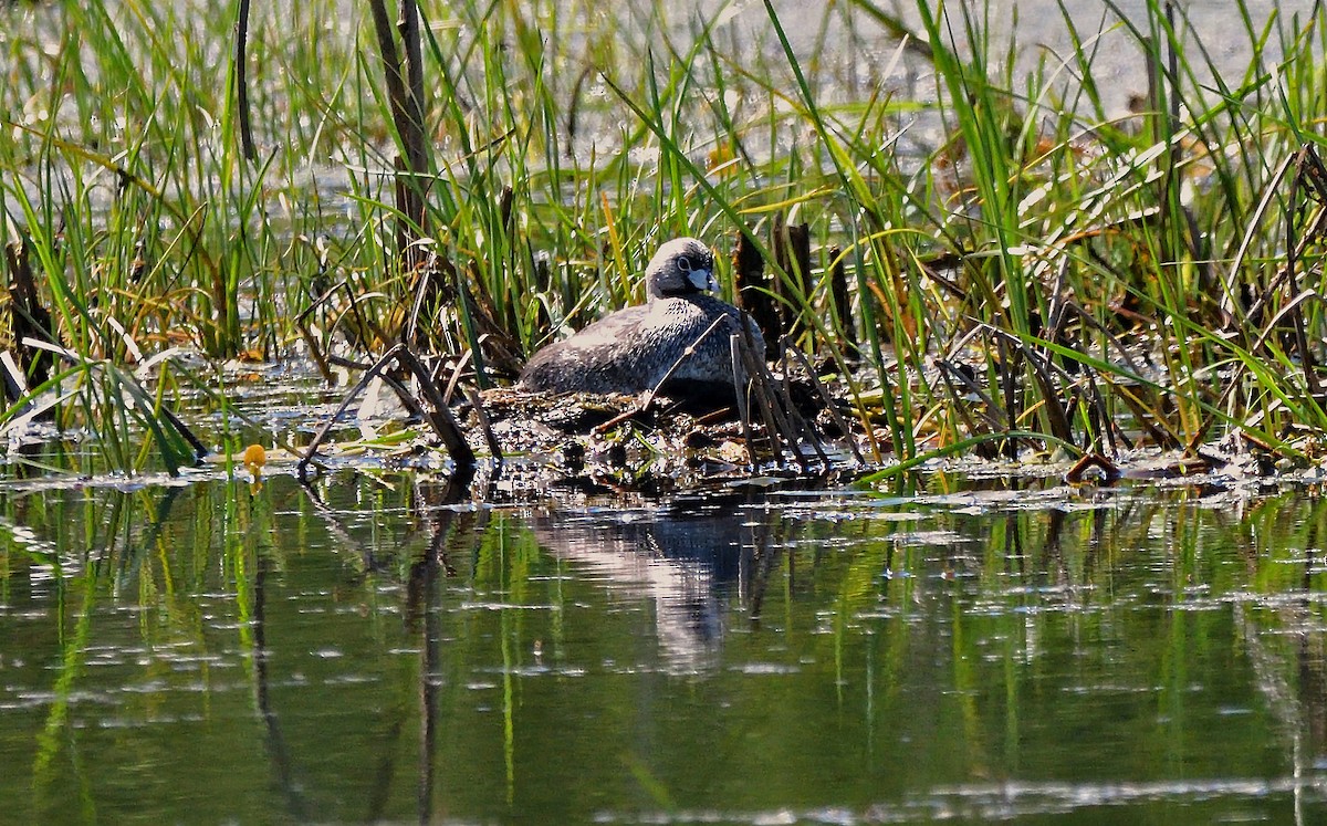 Pied-billed Grebe - ML619670321