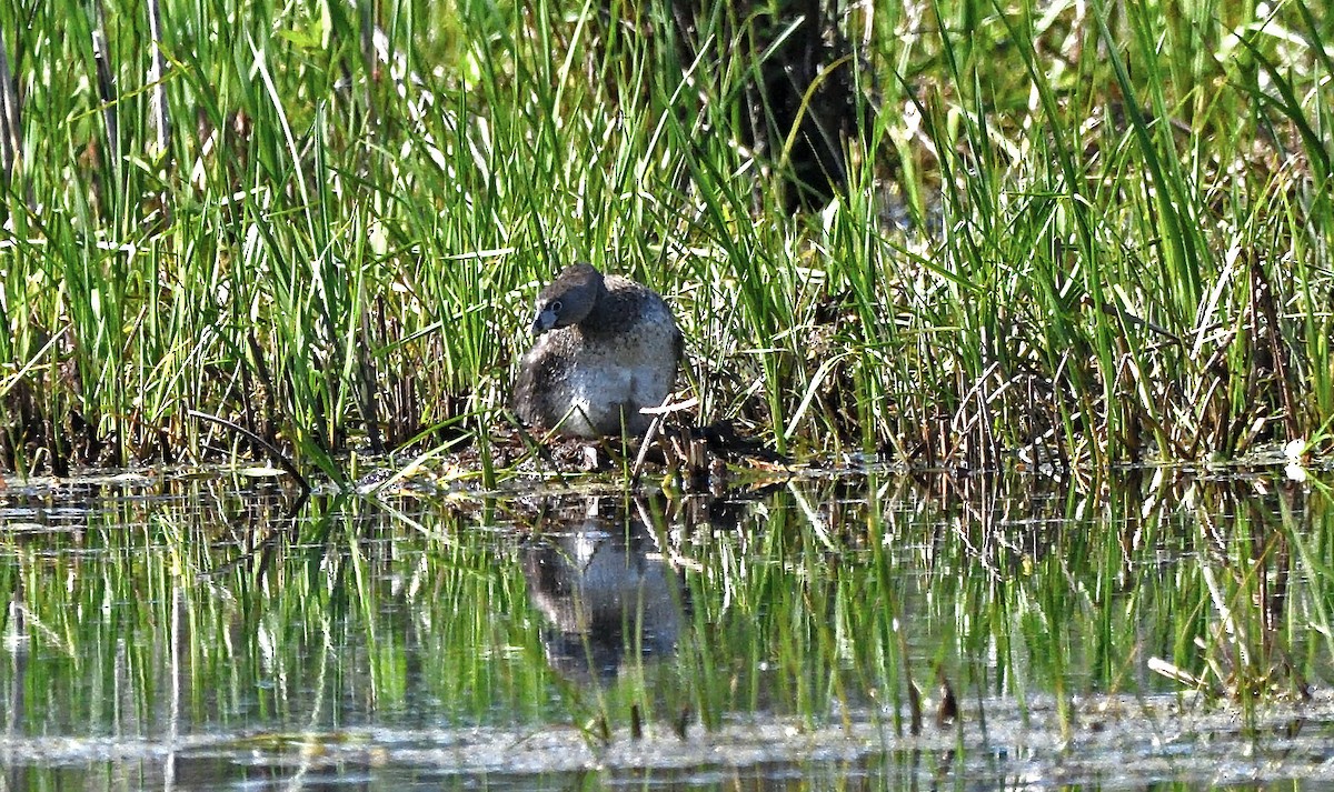 Pied-billed Grebe - Tom Long