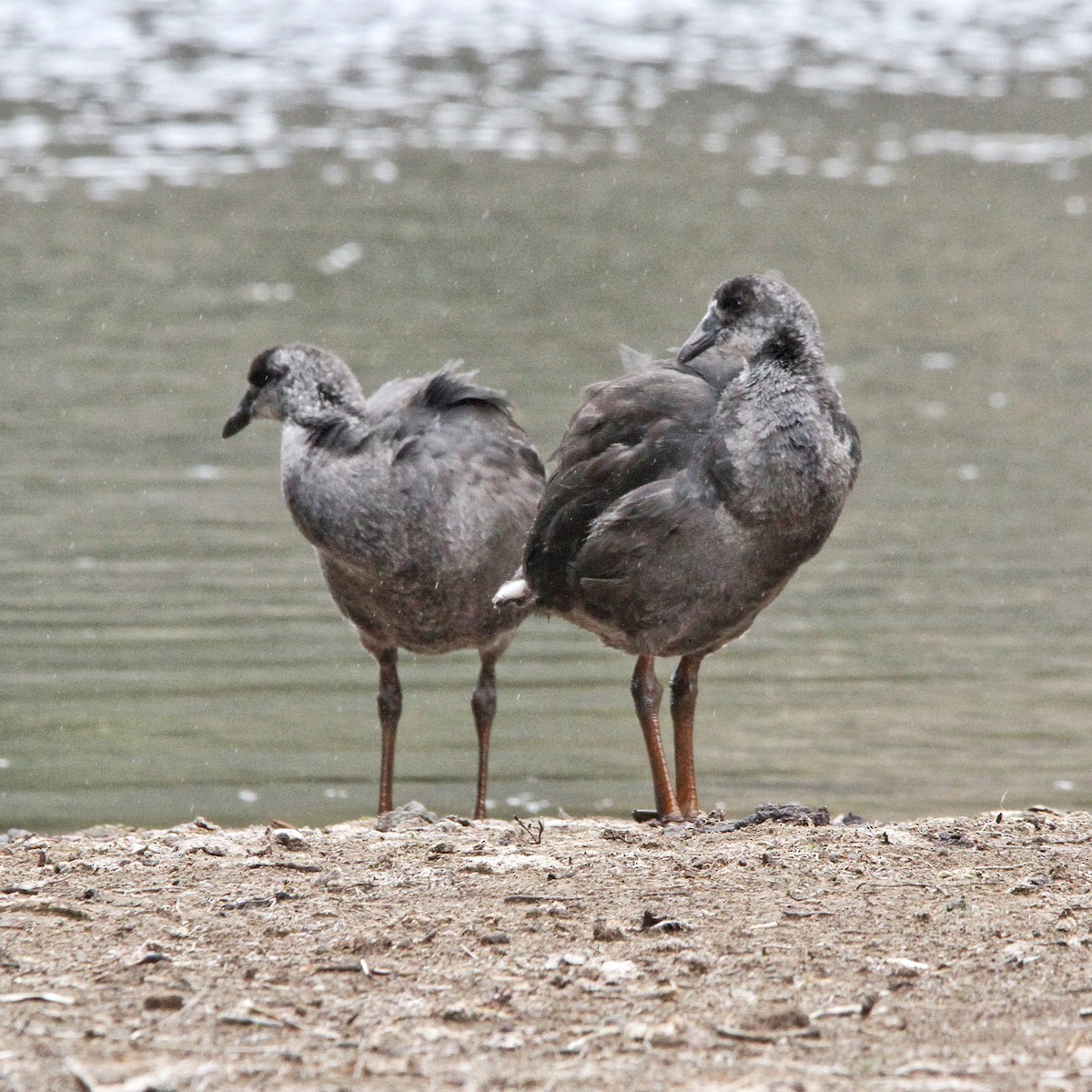 Giant Coot - ML619670323