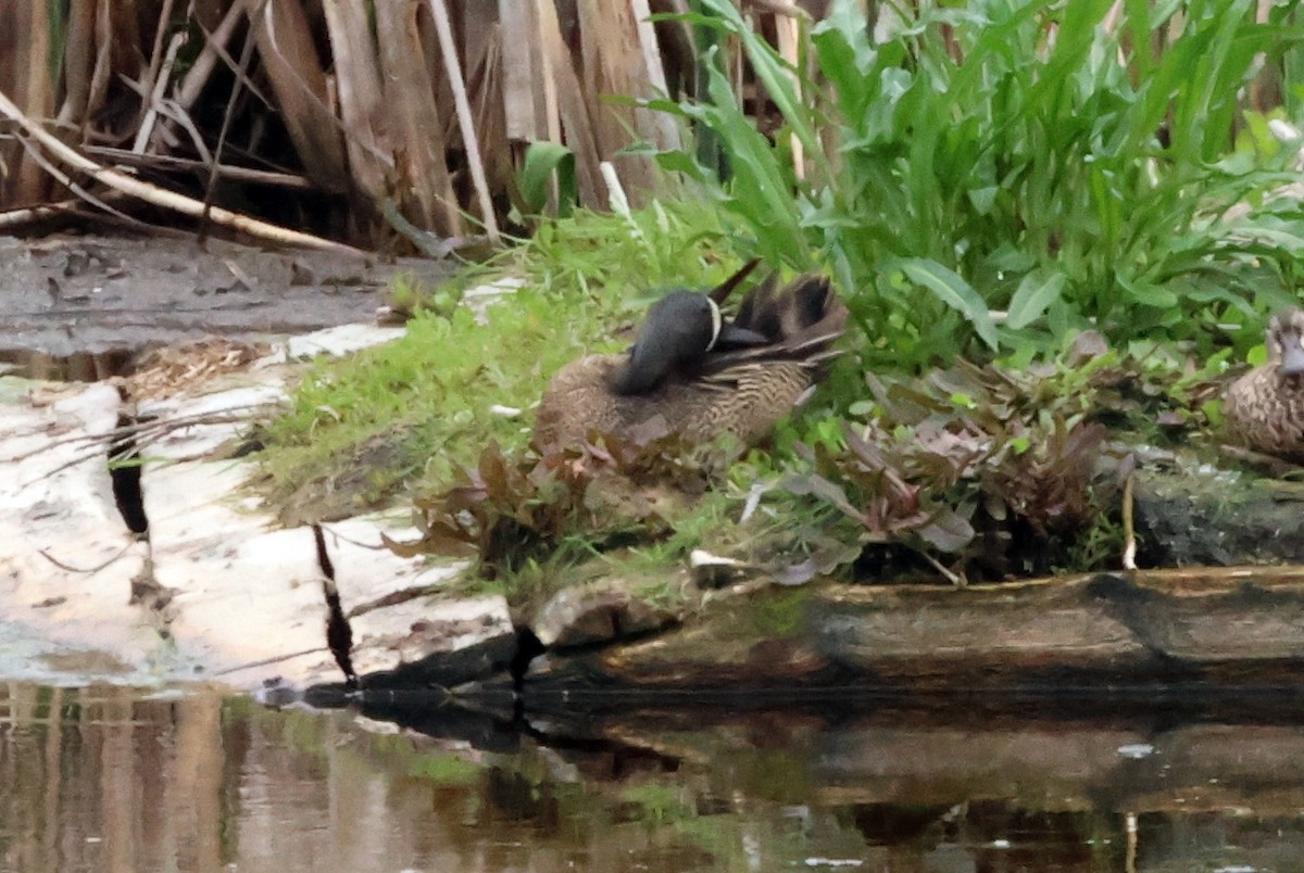 Blue-winged Teal - ML619670324