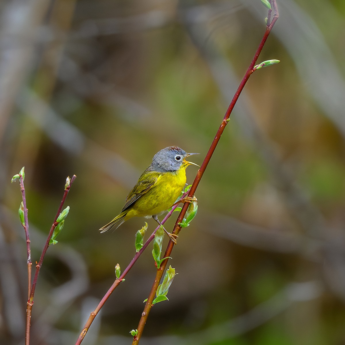 Nashville Warbler - Alain Kemp