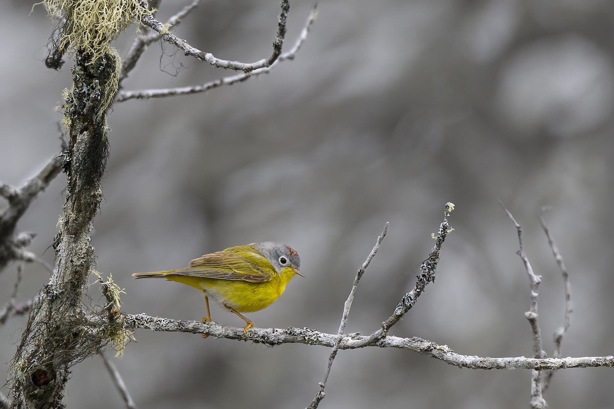 Nashville Warbler - Alain Kemp