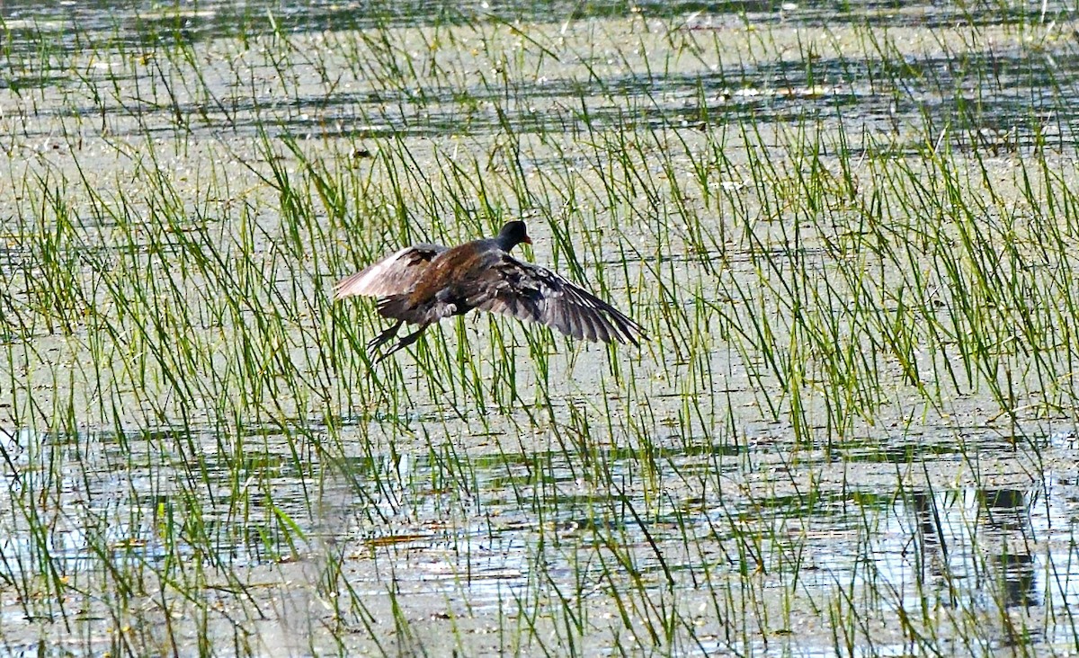 Common Gallinule - Tom Long