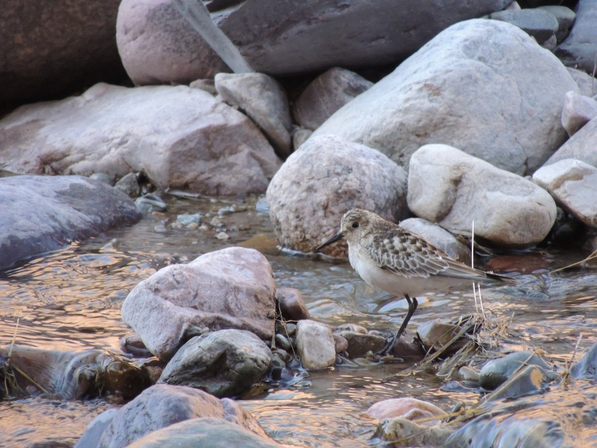 Baird's Sandpiper - Luis Biancucci