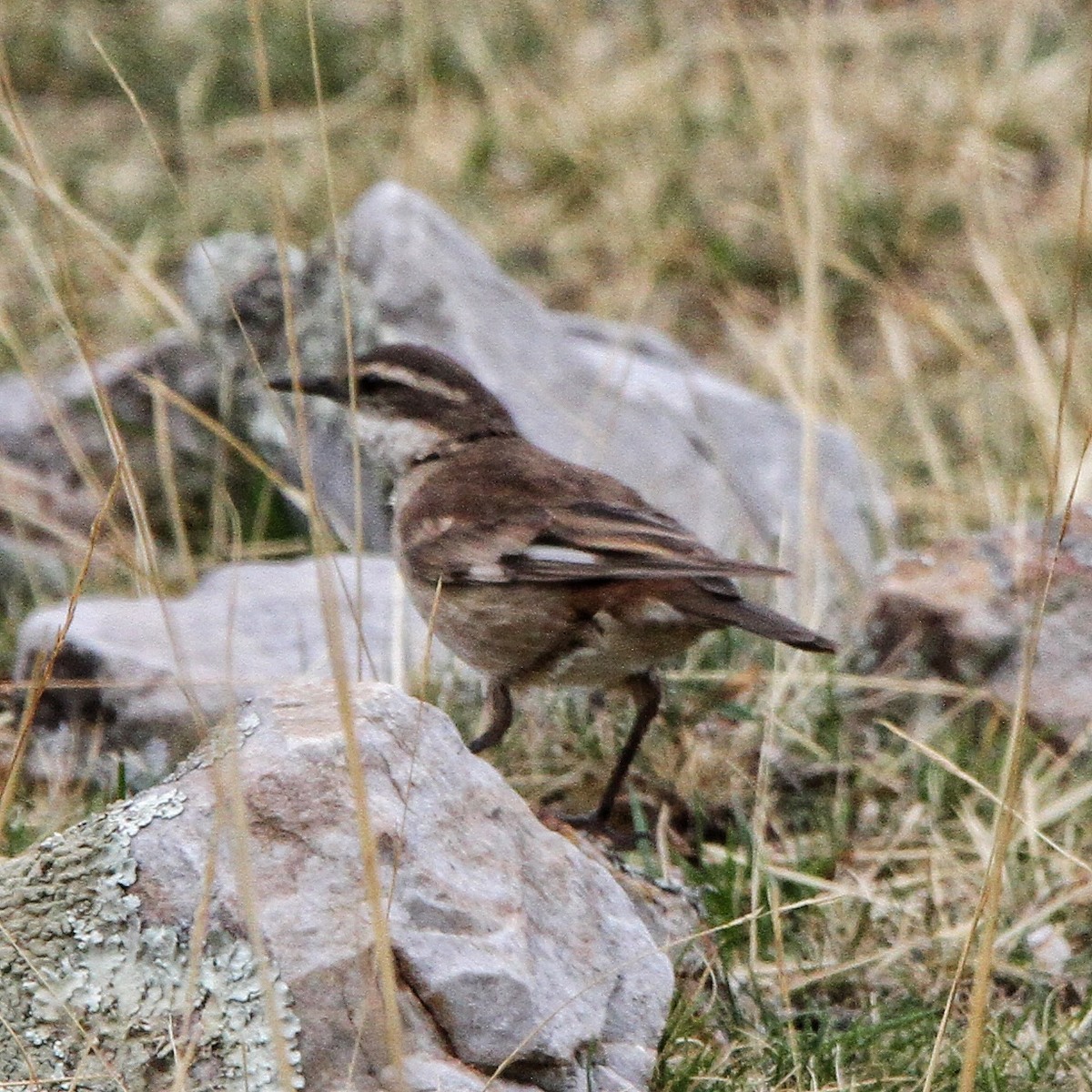 Cream-winged Cinclodes - ML619670364