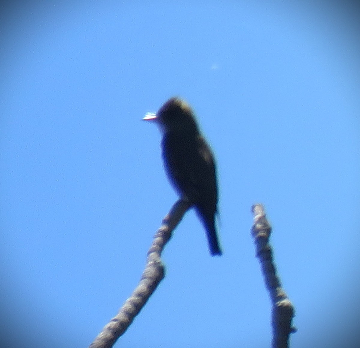 Olive-sided Flycatcher - Michael Long