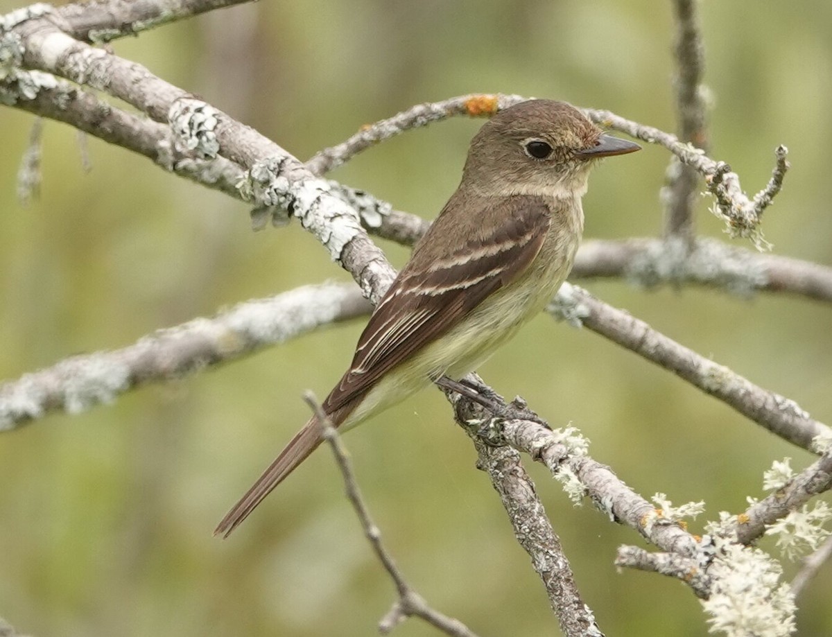 Alder/Willow Flycatcher (Traill's Flycatcher) - ML619670375