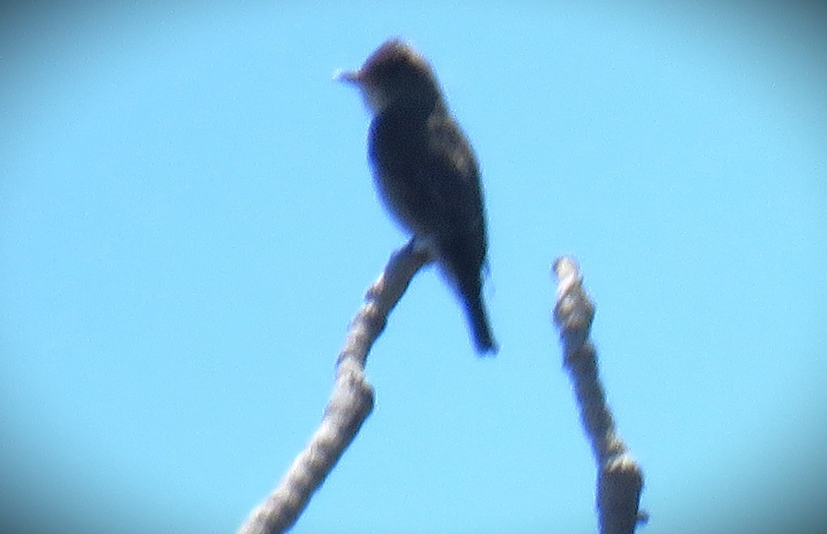 Olive-sided Flycatcher - Michael Long