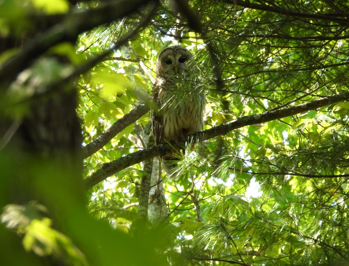 Barred Owl - ML619670383