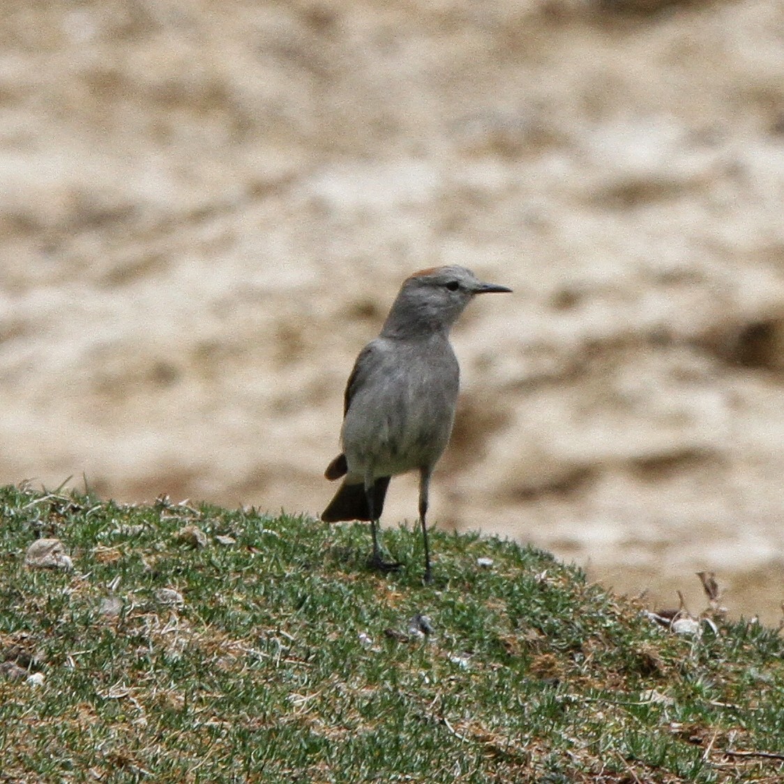 Rufous-naped Ground-Tyrant - ML619670388