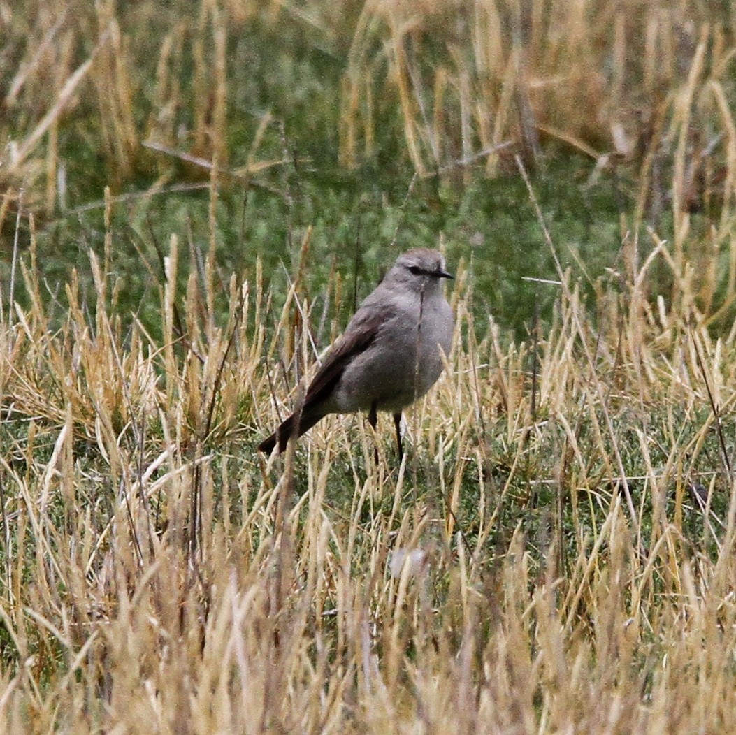 Rufous-naped Ground-Tyrant - Oscar  Diaz