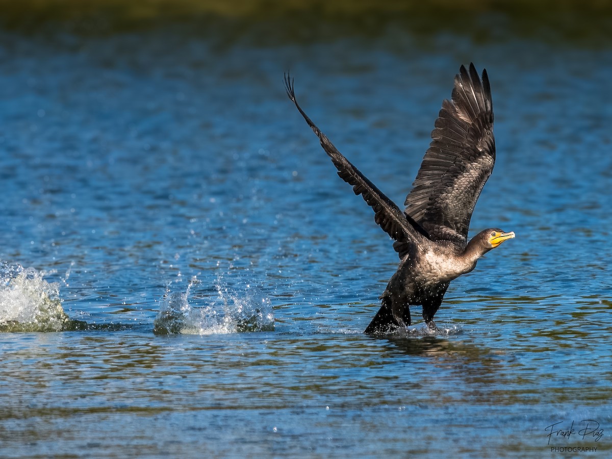 Double-crested Cormorant - Frank Diaz