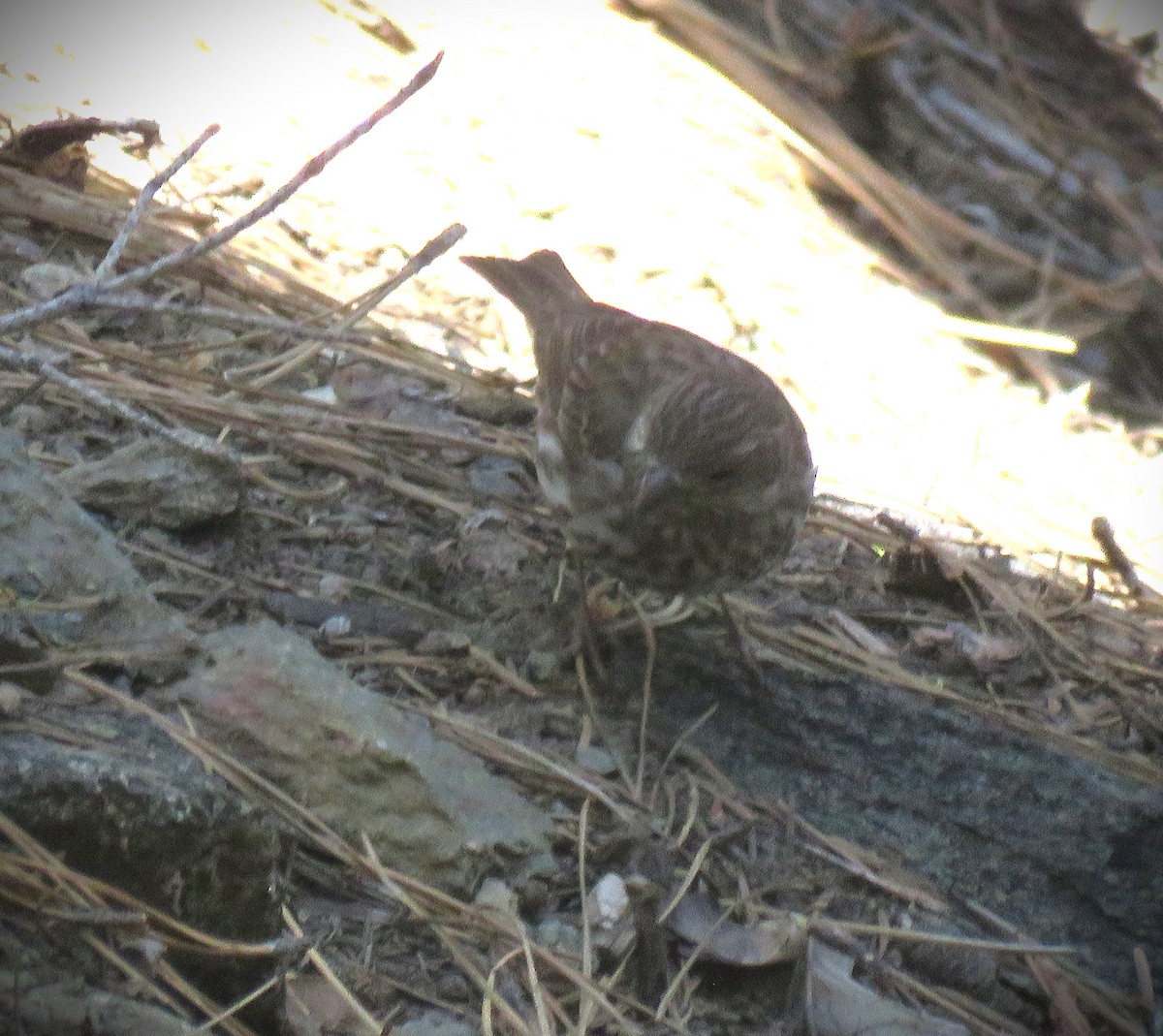 Purple Finch (Western) - ML619670397