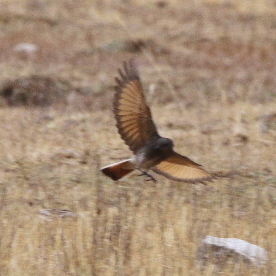 Rufous-webbed Bush-Tyrant - ML619670401