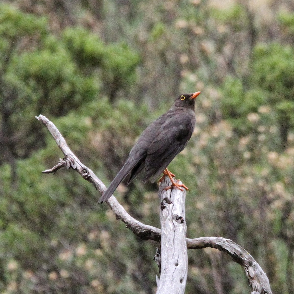 Great Thrush - ML619670406