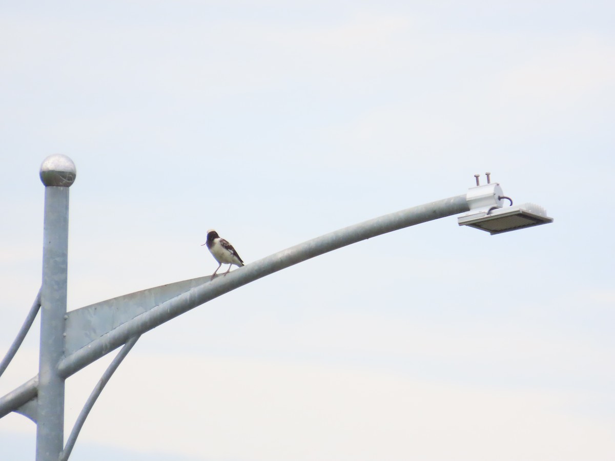 Black-collared Starling - ML619670418