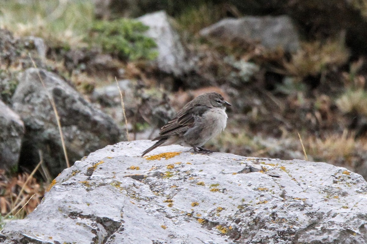 Ash-breasted Sierra Finch - ML619670419