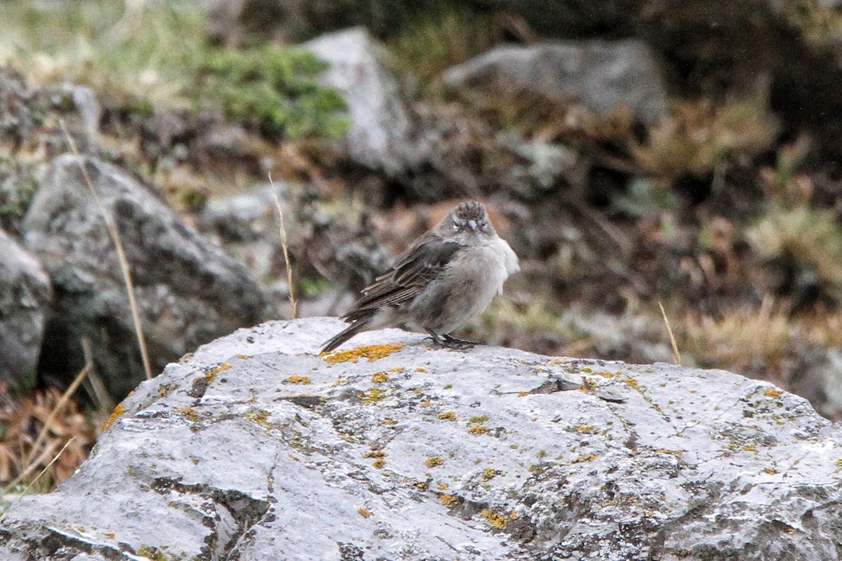 Ash-breasted Sierra Finch - ML619670420