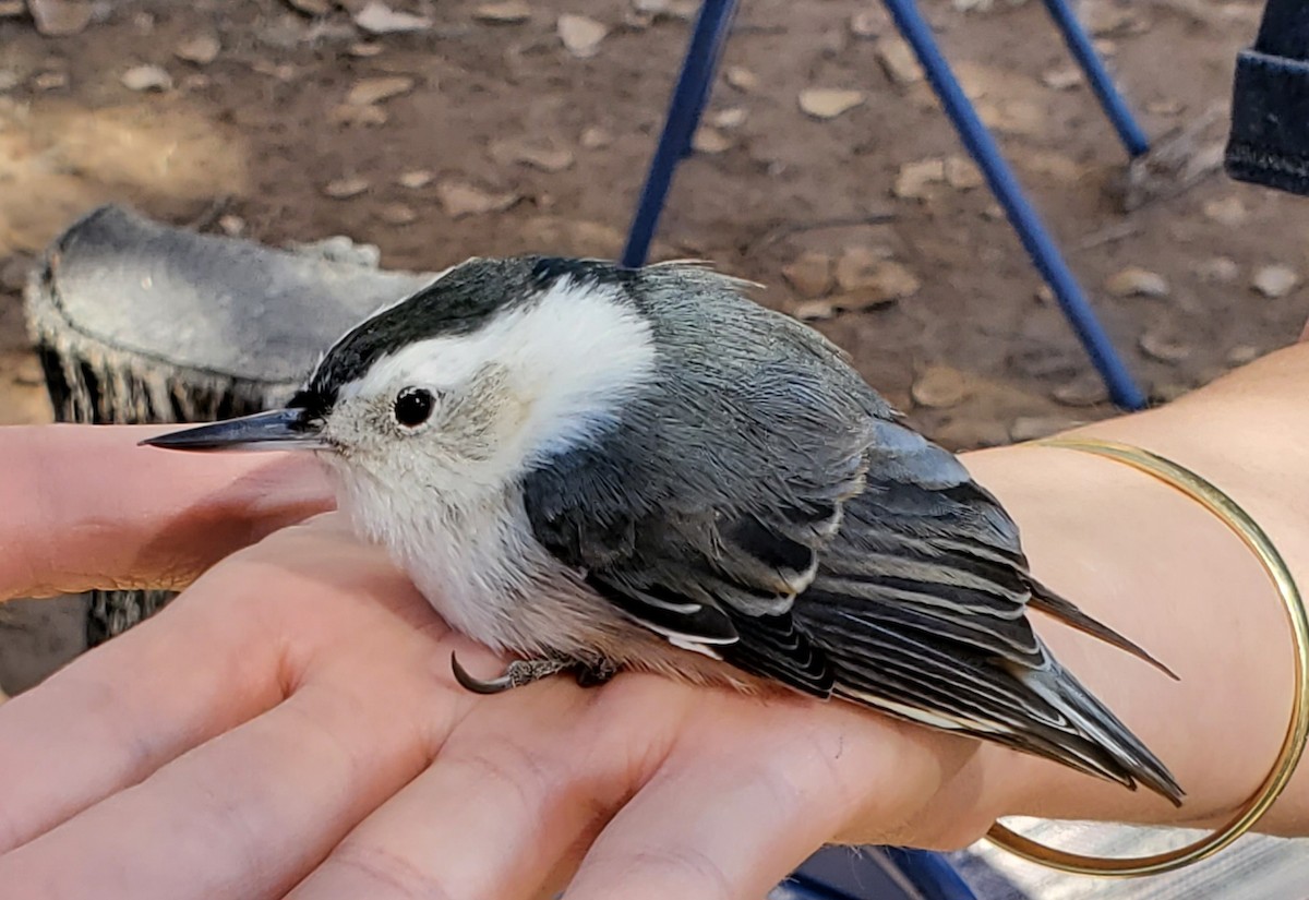 White-breasted Nuthatch - Nancy Cox