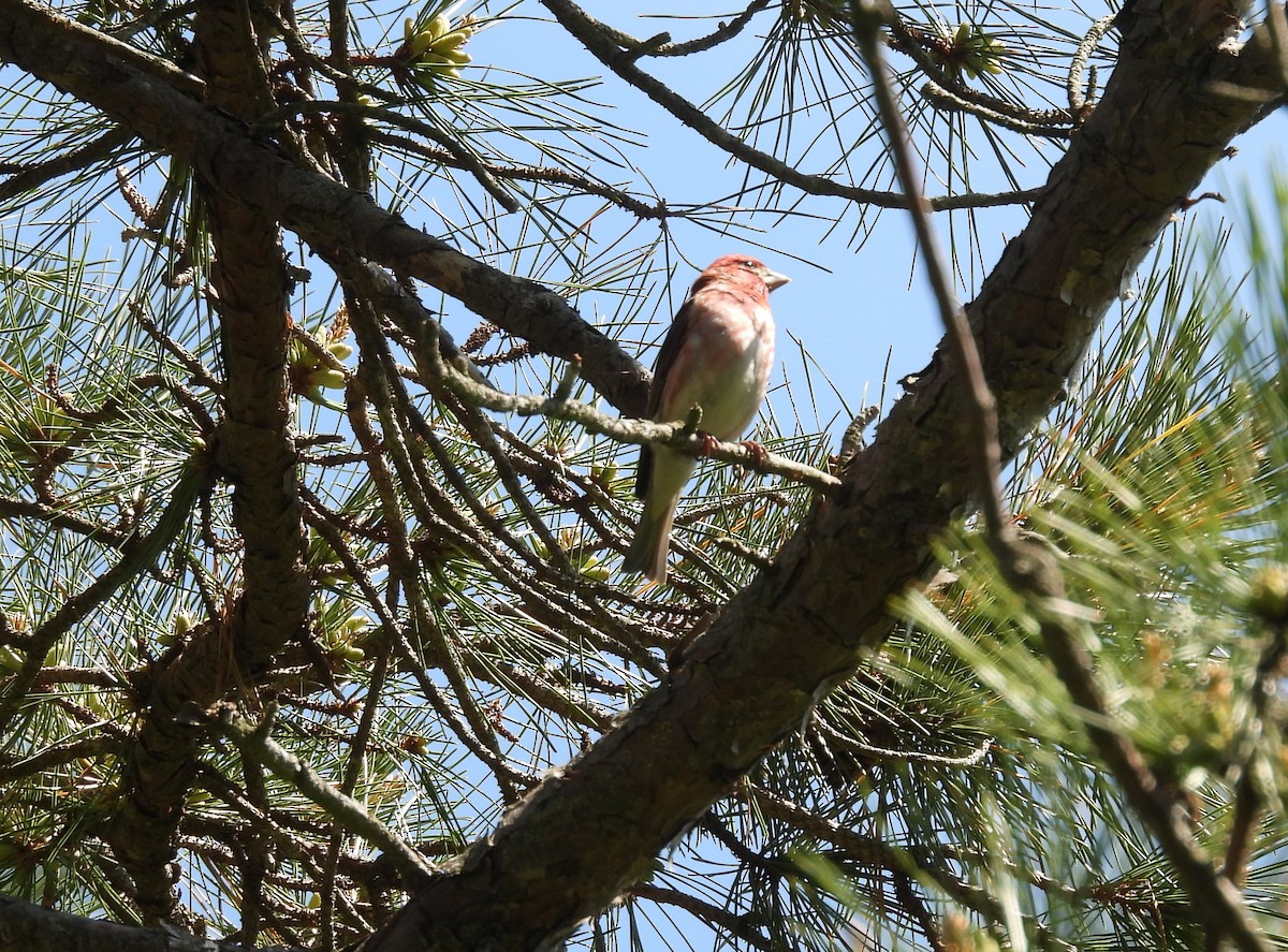 Purple Finch - Glenn Hodgkins