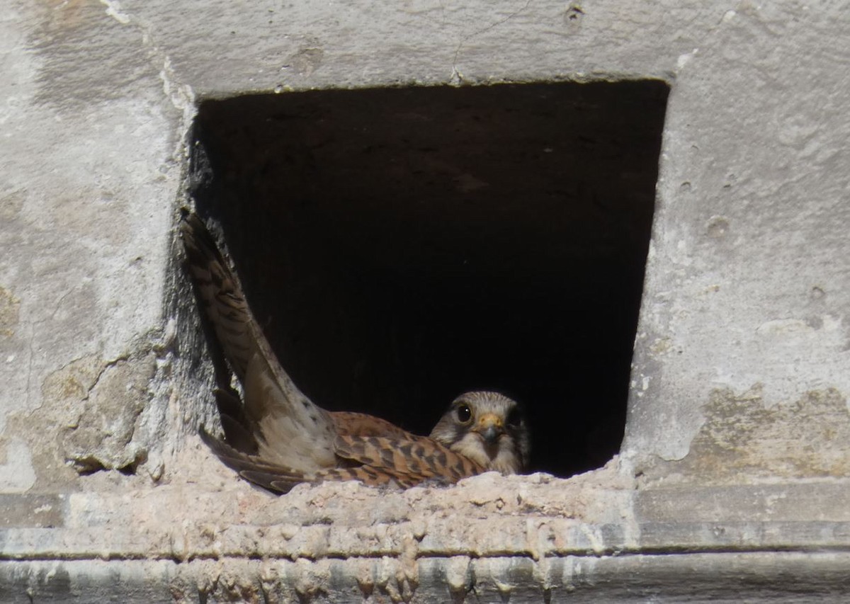 Начин шонхор - ML619670427