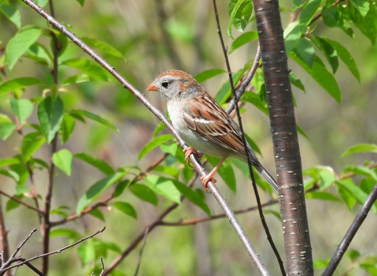 Field Sparrow - ML619670428