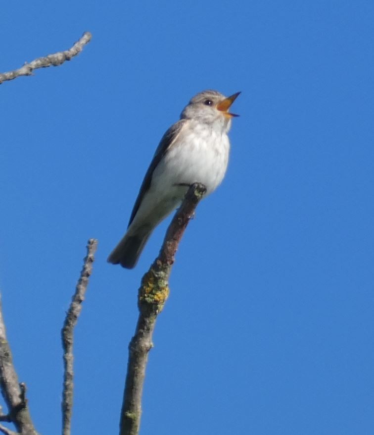 Бөртөт намнаахай - ML619670432