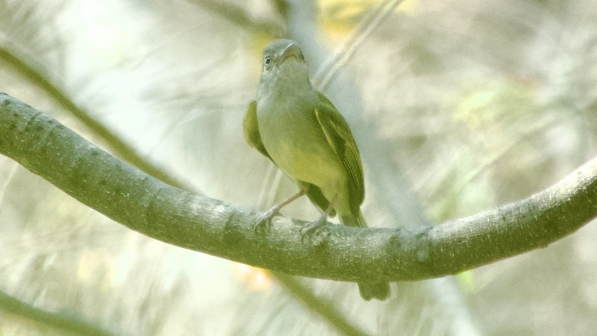 Yellow-olive Flatbill - Jan Ekkers