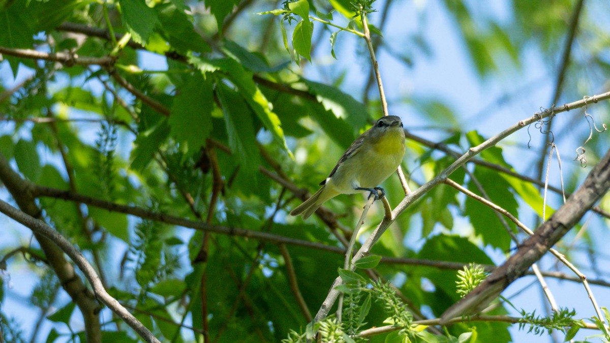 Philadelphia Vireo - Edward Lewis