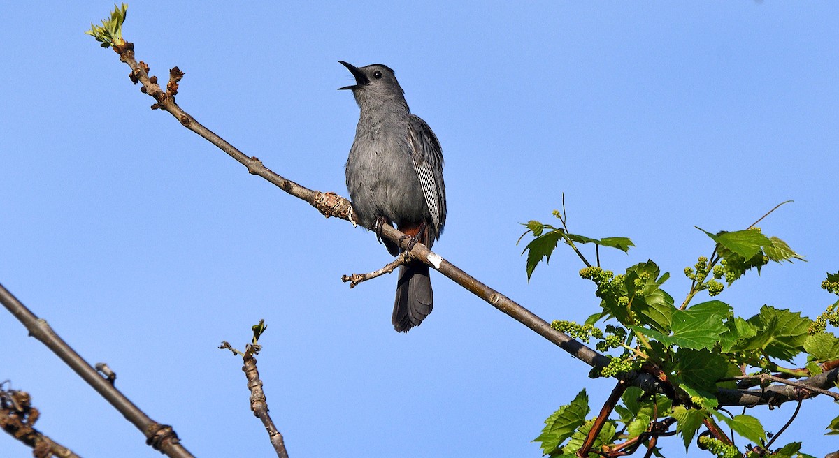 Gray Catbird - Tom Long