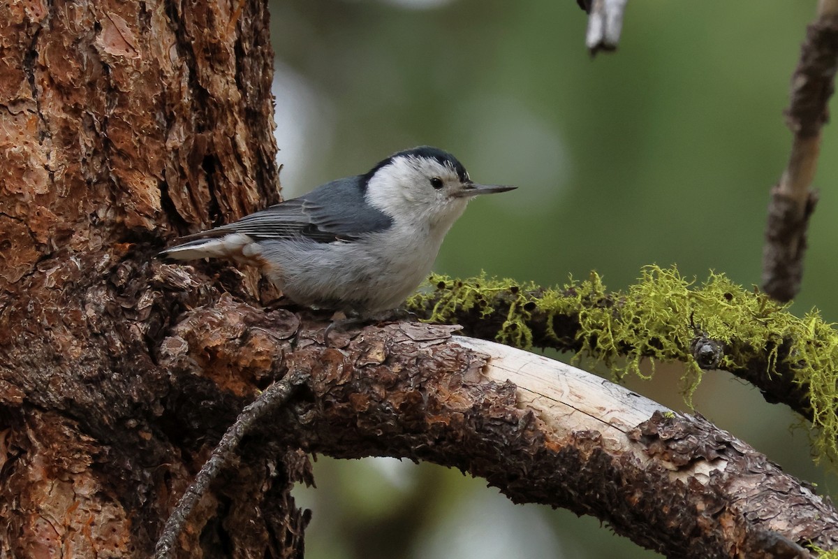 White-breasted Nuthatch - James Cummins