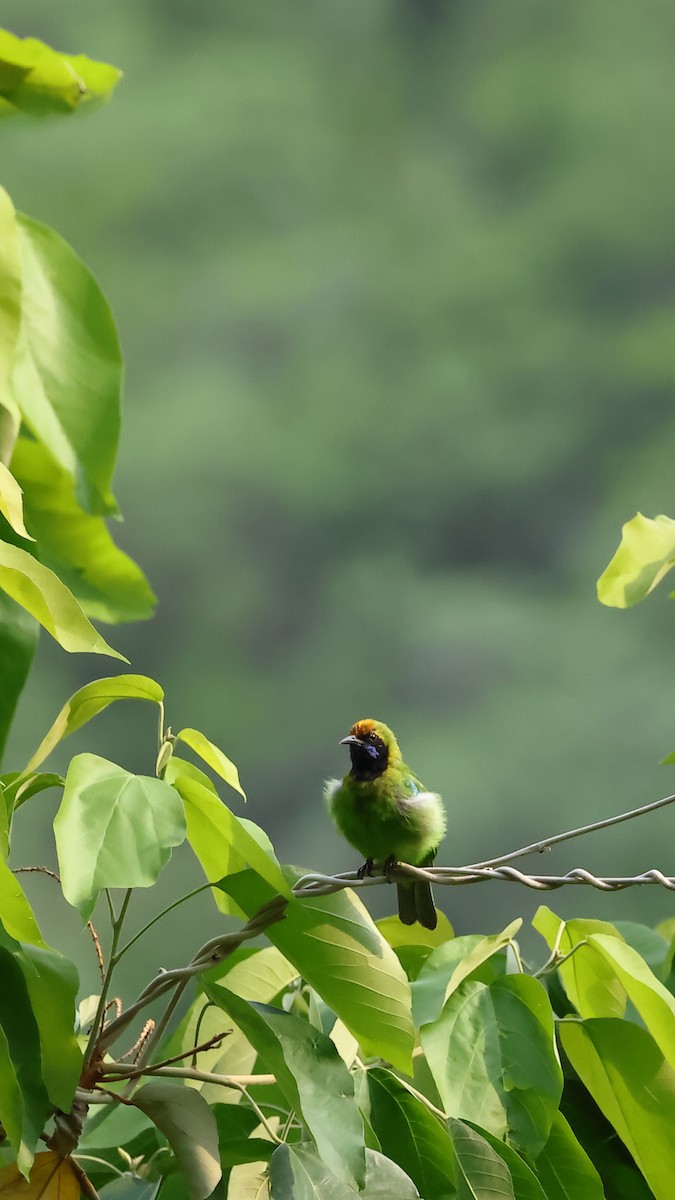 Golden-fronted Leafbird - aditya sreeram