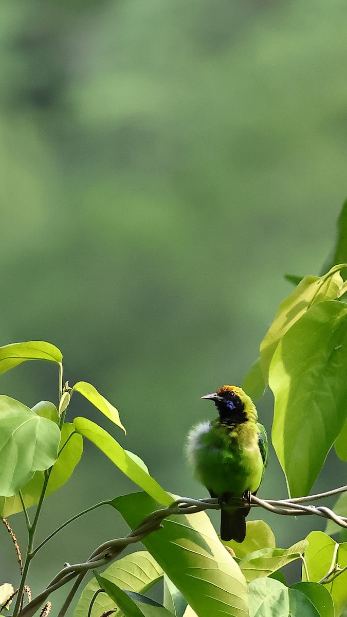 Golden-fronted Leafbird - aditya sreeram