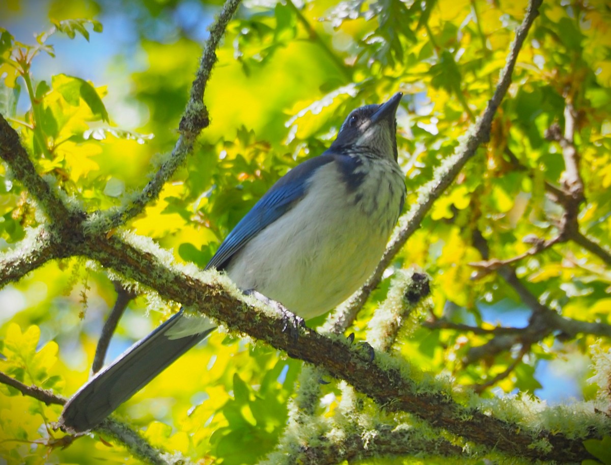 California Scrub-Jay - Dick Cartwright