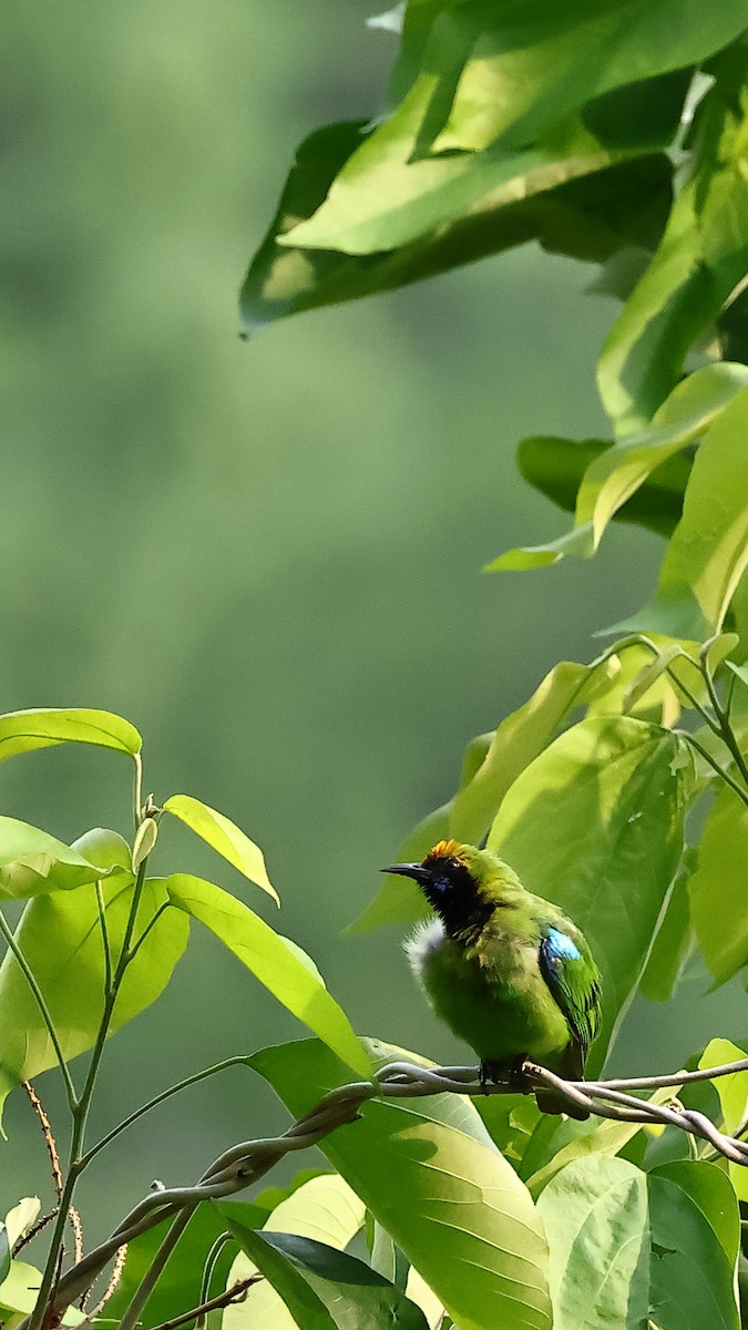 Golden-fronted Leafbird - aditya sreeram