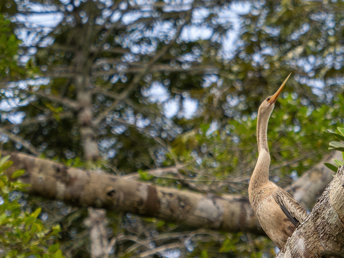 Anhinga d'Amérique - ML619670453