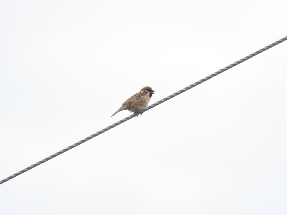 Eurasian Tree Sparrow - ML619670457