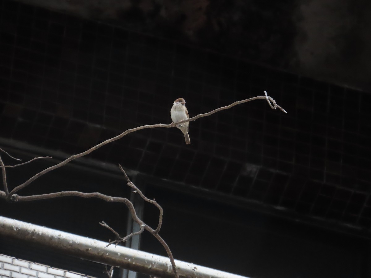 Eurasian Tree Sparrow - ML619670458