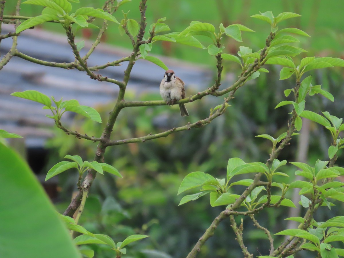 Eurasian Tree Sparrow - ML619670459