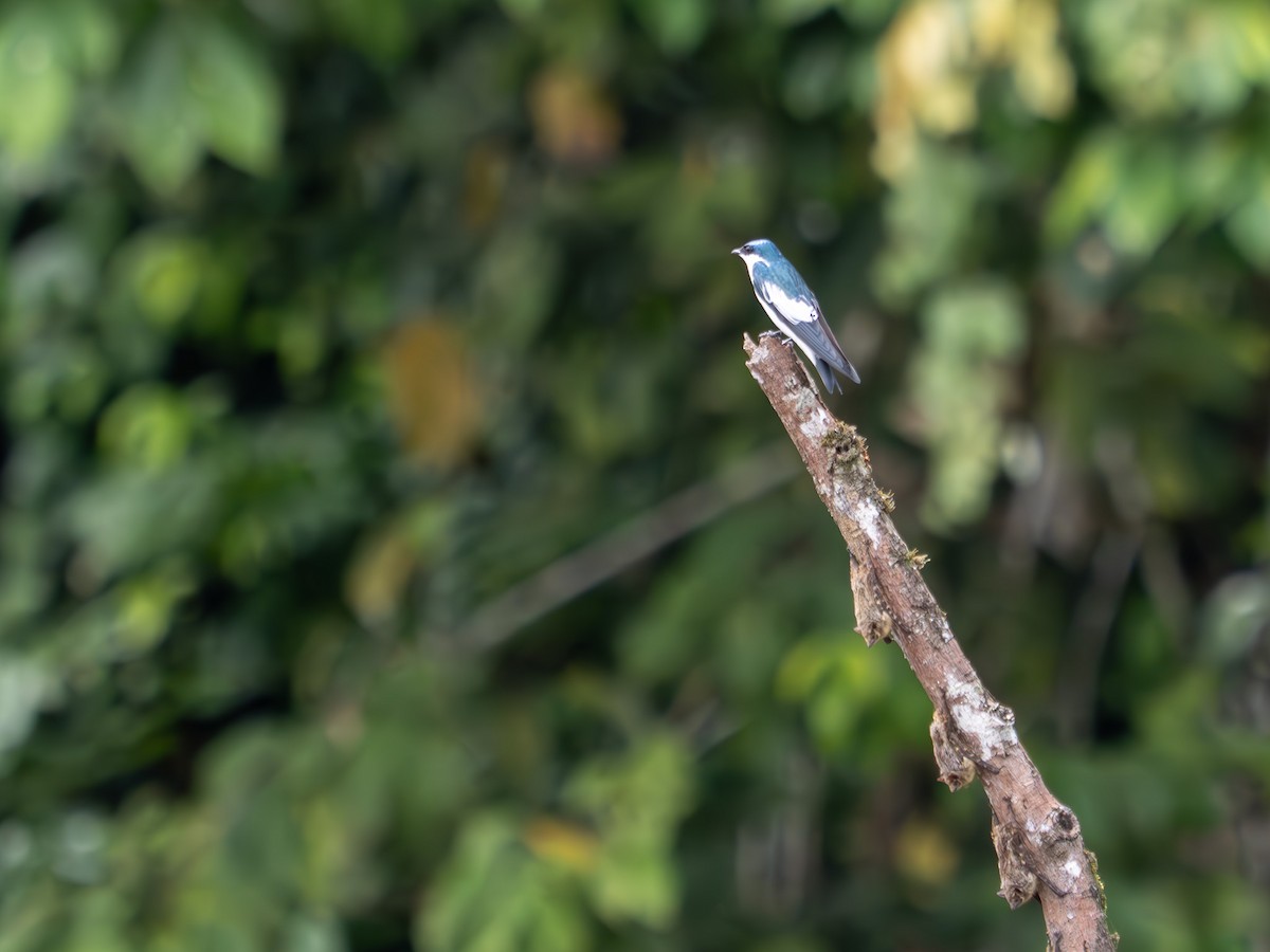 White-winged Swallow - ML619670466