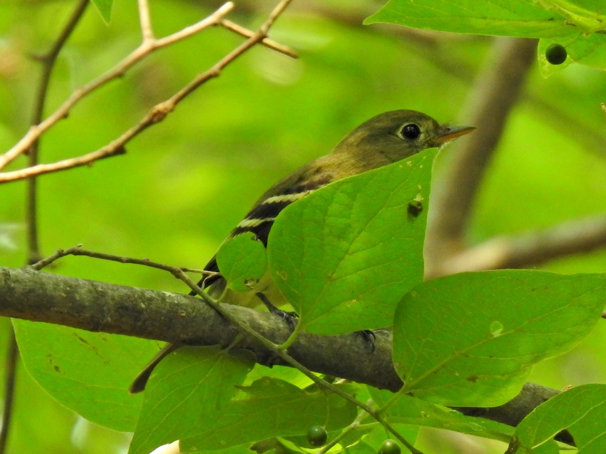 Yellow-bellied Flycatcher - ML619670489