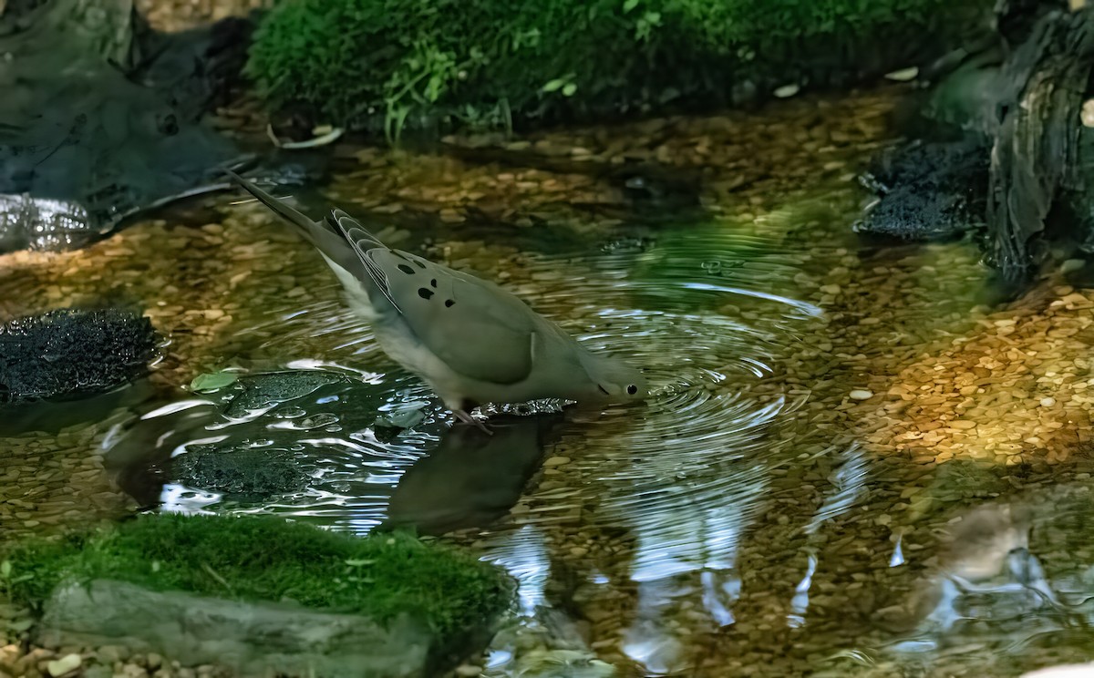 Mourning Dove - Rob Cochran