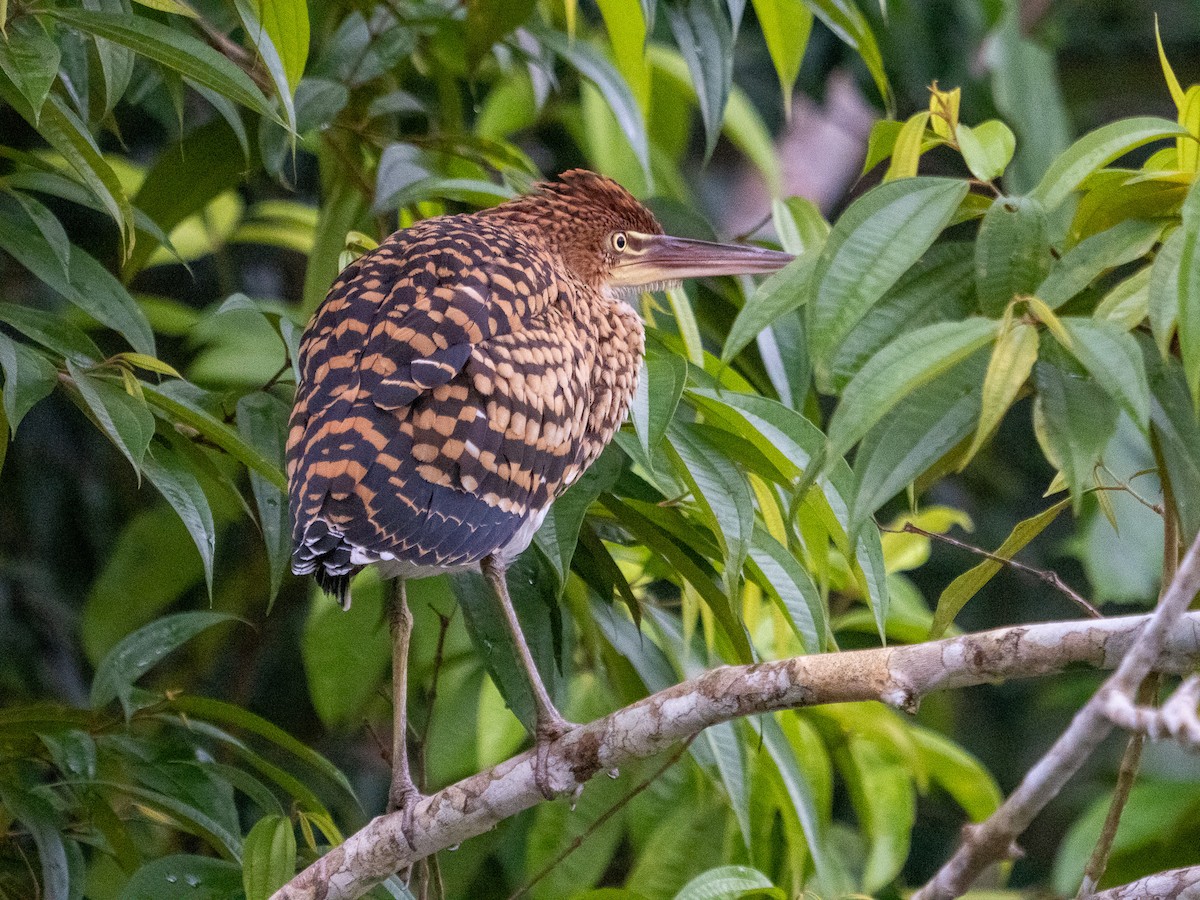 Rufescent Tiger-Heron - ML619670502