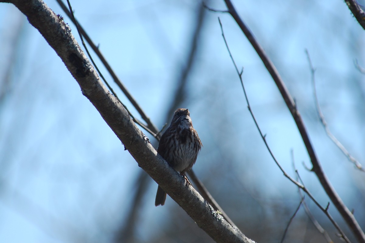 Song Sparrow (rufina Group) - ML619670504