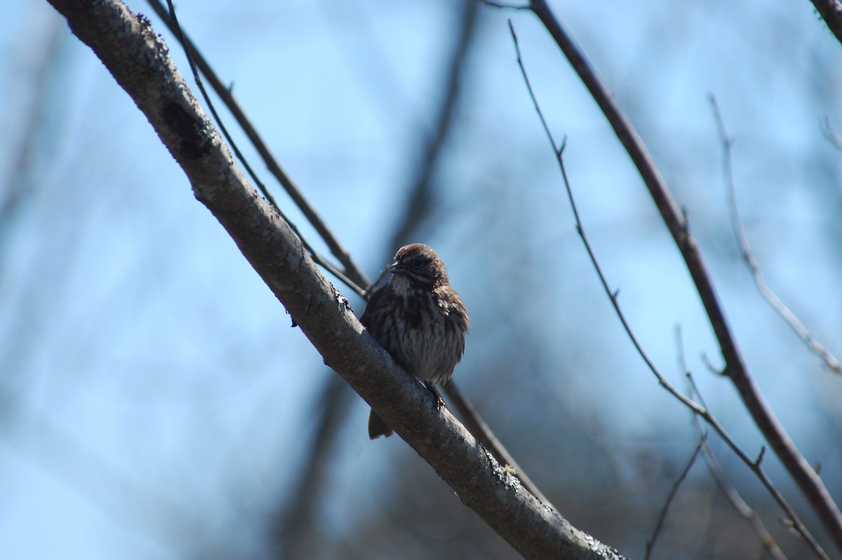 Song Sparrow (rufina Group) - ML619670505