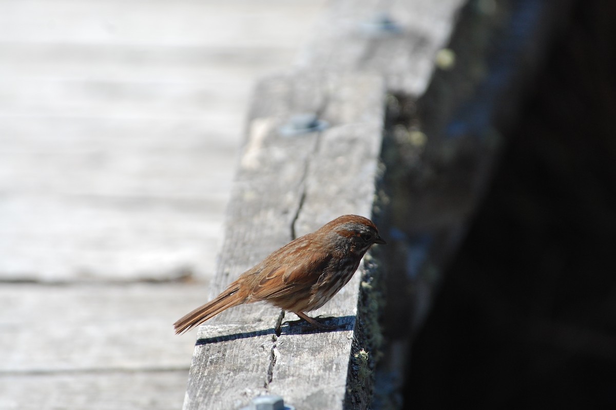 Song Sparrow (rufina Group) - ML619670506