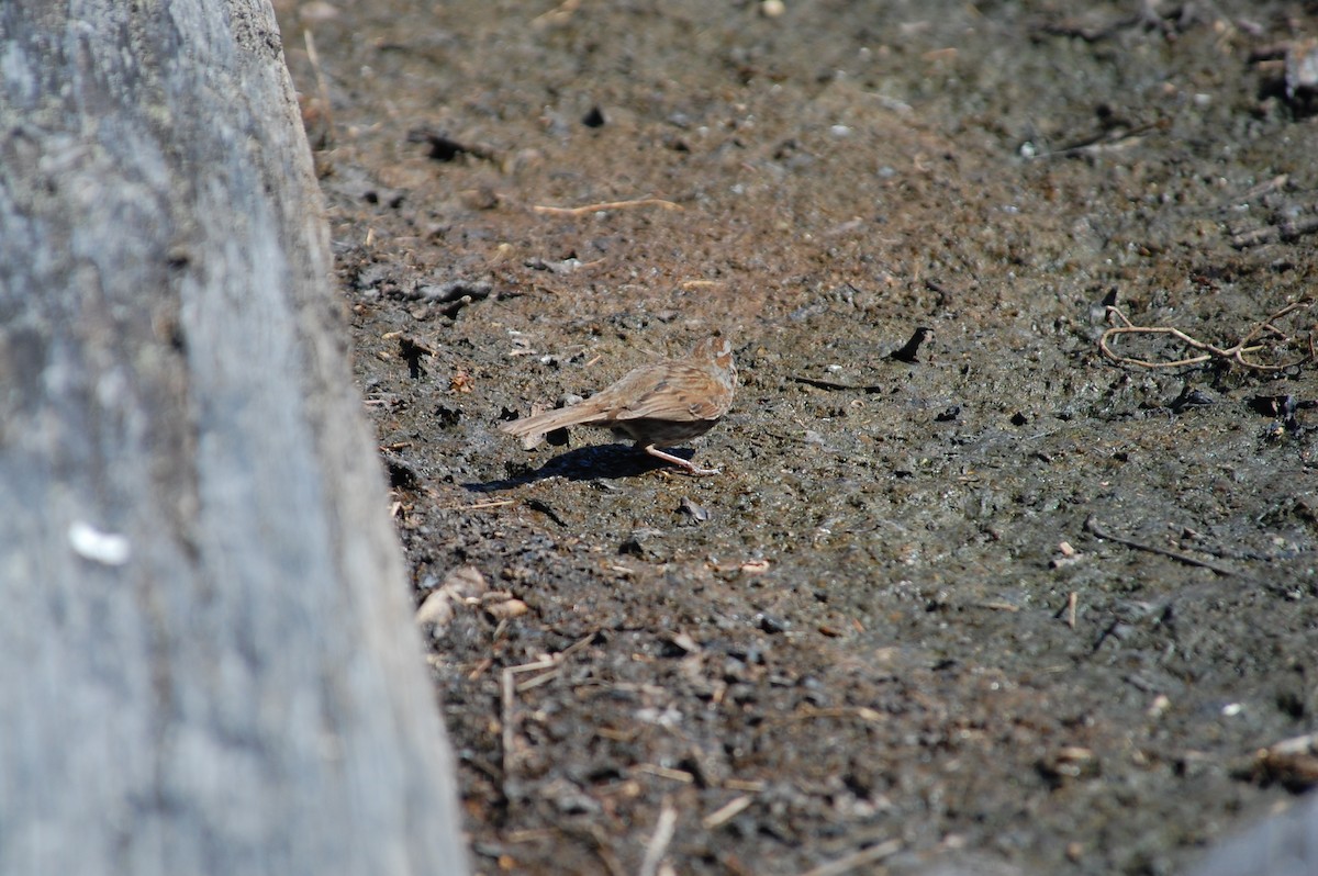 Song Sparrow (rufina Group) - ML619670508